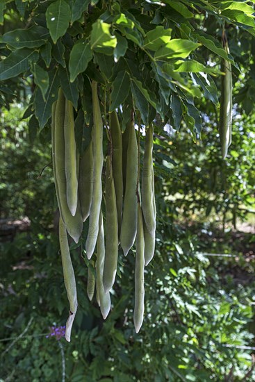 Seed pods from the Japanese Wisteria (Wisteria floribunda)