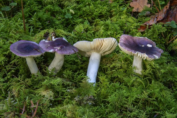 Russula azurea (Russula azurea)