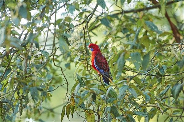 Crimson rosella (Platycercus elegans) sitting in a tree