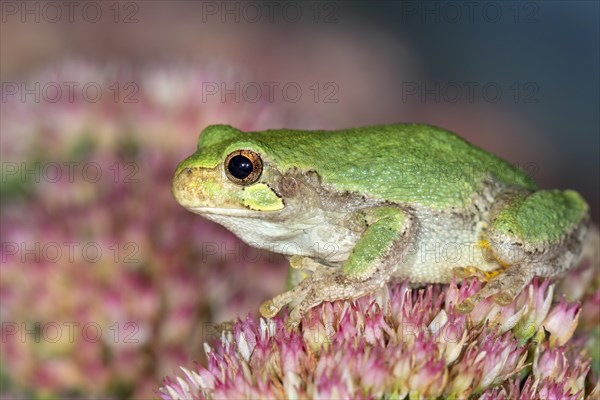 Cope's Gray Treefrog (Hyla chrysoscelis) waiting for a prey on flowers