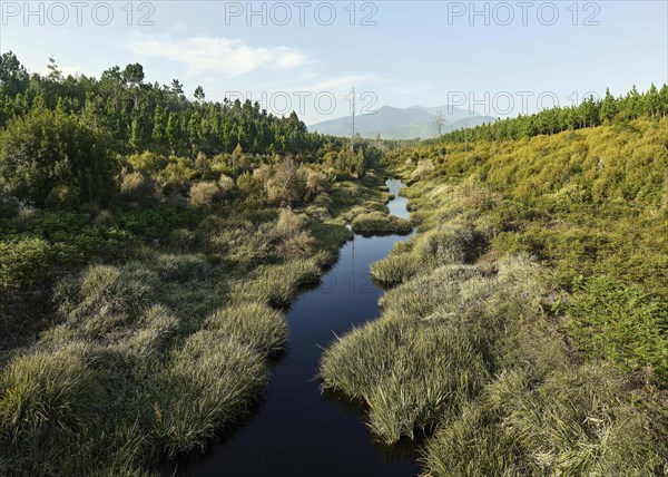 Small brook in green landscape