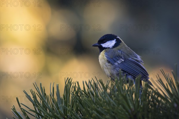 Great tit (Parus major)