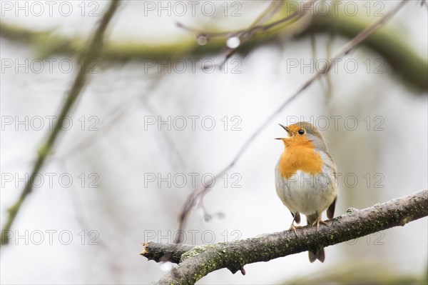 Singing European robin (Erithacus rubecula) on branch