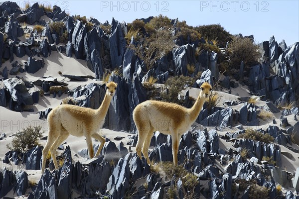 Vicuna (Vicugna vicugna) or in terrain with sand and sharp rocks