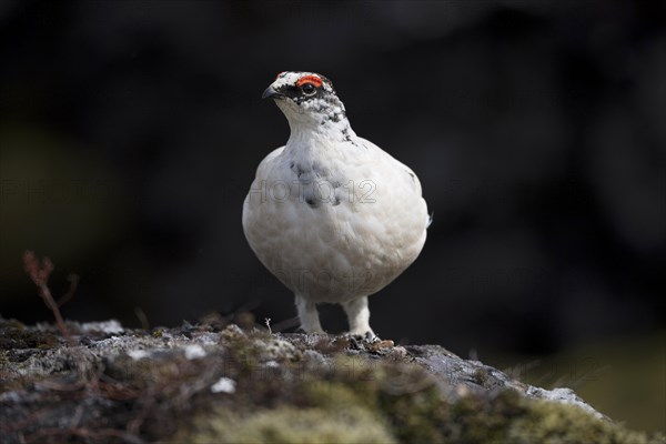 Rock Ptarmigan (Lagopus muta)