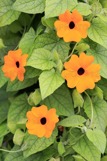 Black-eyed Susan vine (Thunbergia alata)