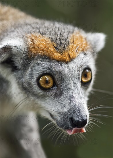 Crowned lemur (Eulemur coronatus)