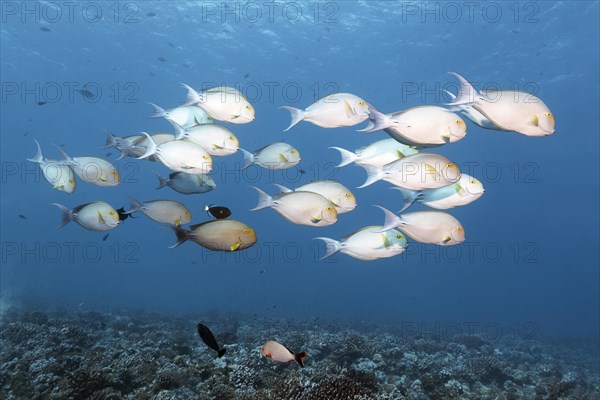 Yellowfin surgeonfishes (Acanthurus xanthopterus)