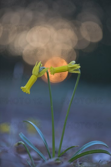 Cyclamen-flowered daffodil (Narcissus cyclamineus) with light reflections