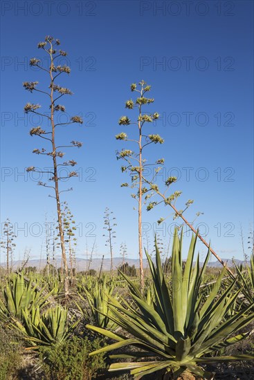Century plants (Agave americana)