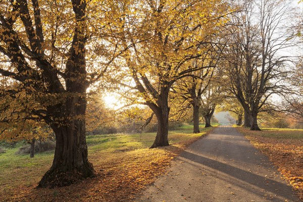 Tree-lined avenue in autumn