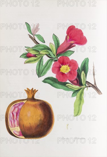 Pomegranate (Punica granatum)