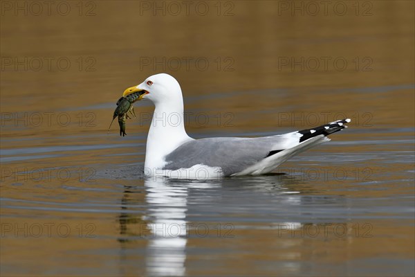 Yellow-legged gull (Larus michahellis)