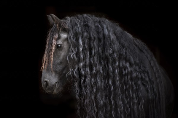 Friese (Equus)