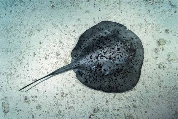 Round ribbontail ray (Taeniura meyeni) lie on the sandy bottom