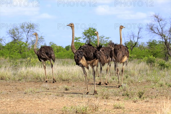 South African ostrich (Struthio camelus australis)