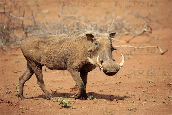 Warthog (Phacochoerus aethiopicus)