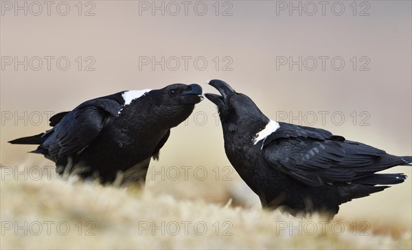 White-necked ravens (Corvus albicollis)