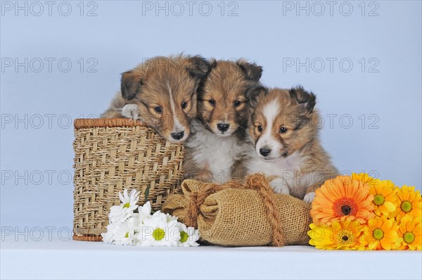 Three Sheltie puppies