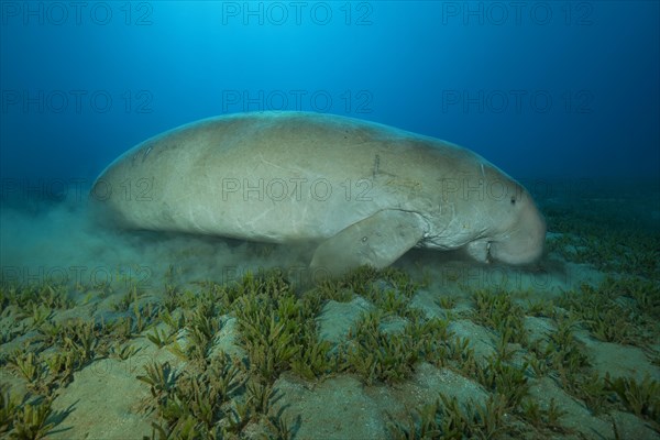 Dugong (Dugong dugon) eating sea grass