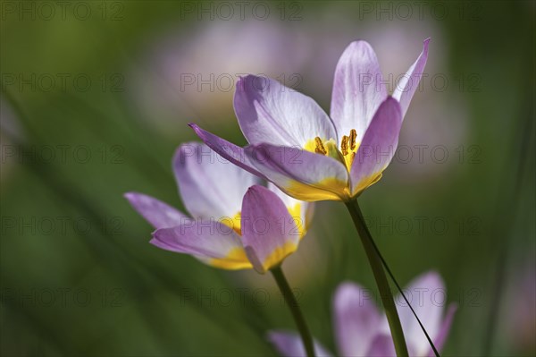 Rosy wild tulips (Tulipa humilis)