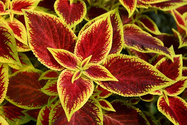 Coleus nettle (Solenostemon scutellarioides)