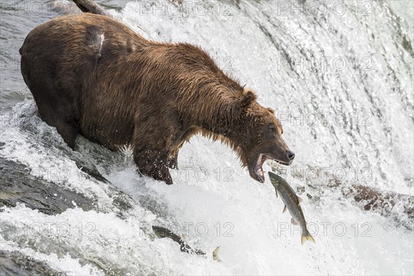 Brown bear (Ursus Arctos) during salmon fishing