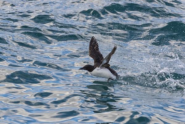 Thick-billed Murre (Uria lomvia) taking off from water