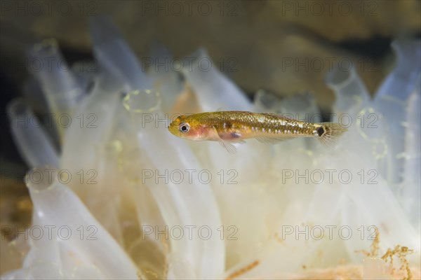 Two spotted Goby (Gobiusculus flavescens) swim over colony of Transparent sea squirt or Yellow Sea Squirt (Ciona intestinalis)