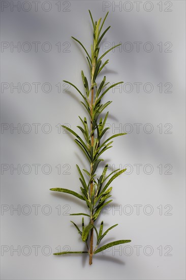 Rosemary (Rosmarinus officinalis)