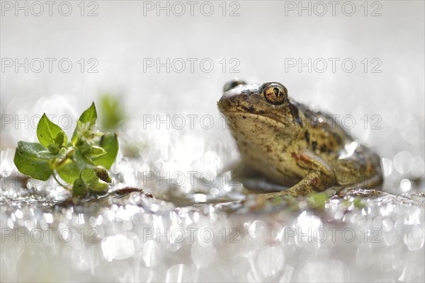 Common spadefoot (Pelobates fuscus) sits in a puddle with light reflections