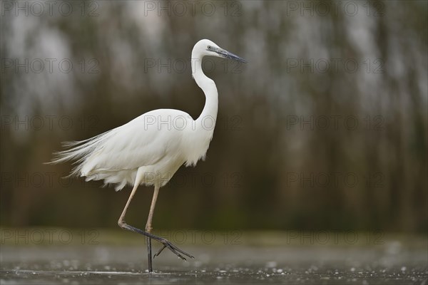 Great egret (Ardea alba)