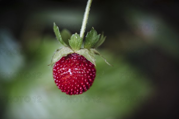 Woodland strawberry (Fragaria vesca)