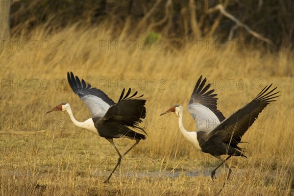 Wattled Crane (Grus carunculatus)