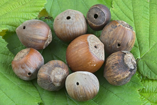 Feeding marks of Nut weevil (Curculio nucum) in hazelnuts