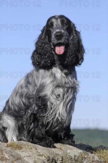 English Cocker Spaniel