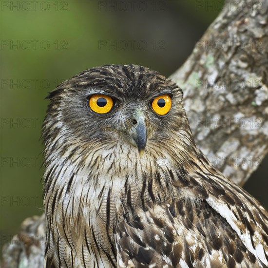 Brown Fish Owl (Bubo zeylonensis)