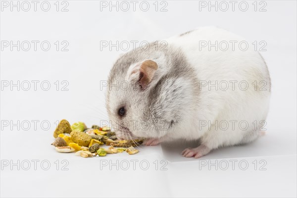 Syrian hamster (Mesocricetus auratus) while eating