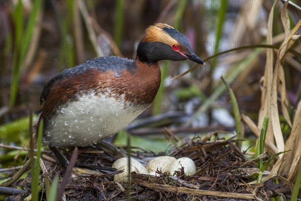 Horned Grebe (Podiceps auritus) at the nest with clutch