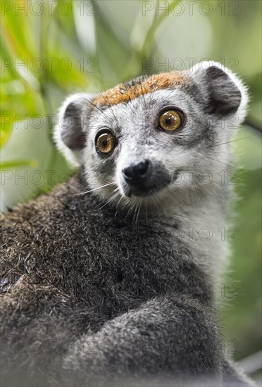 Crowned lemur (Eulemur coronatus)