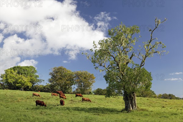 Cattle on pasture