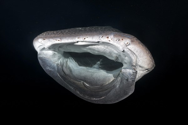 Whale Shark (Rhincodon typus) with open mouth