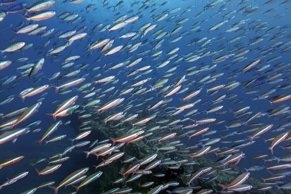 Fish swarm Neon fusiliers (Pterocaesio tile) Indian Ocean