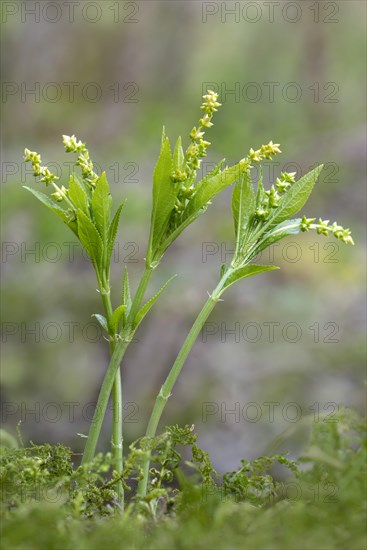 Dog's mercury (Mercurialis perennis)