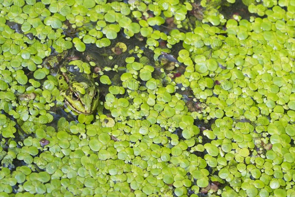 Water frog