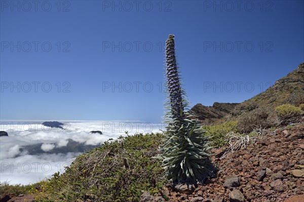 Echium wildpretii (Echium wildpretii)