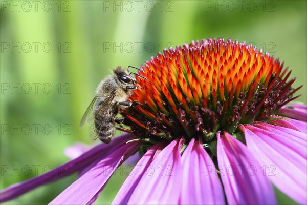 Western honeybee (Apis mellifera) om blossom of Purple coneflower (Echinacea purpurea)