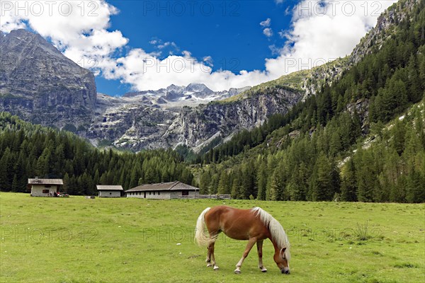 Haflinger horse eats grass on alpine meadow