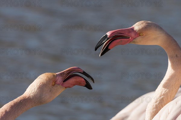 Greater flamingos (Phoenicopterus roseus) quarreling