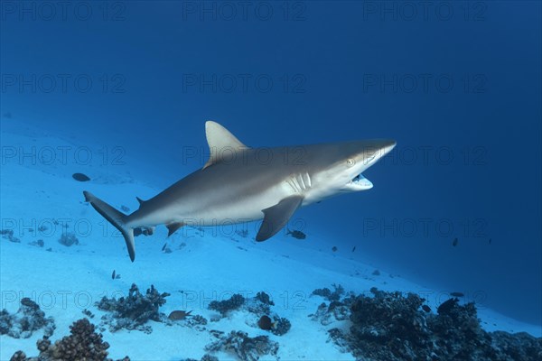 Grey reef shark (Carcharhinus amblyrhynchos)